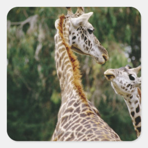Giraffes Vierkante Sticker