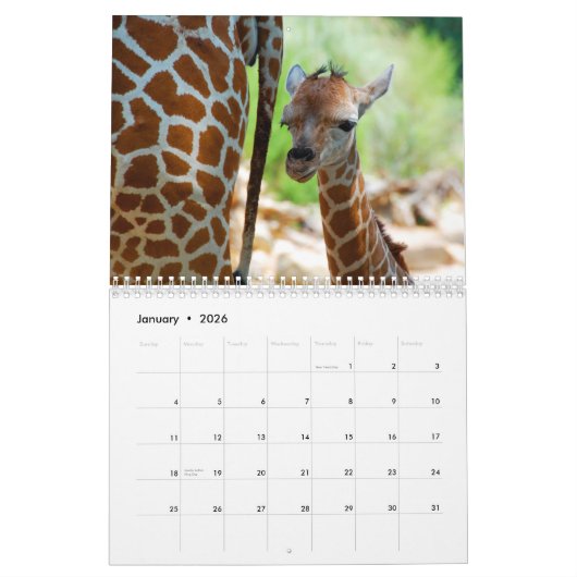 Giraffes wandkalender kalender (Jan 2026)