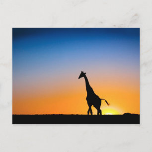 Giraffes zonsondergang briefkaart