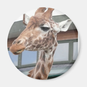 Girraffe Magneet