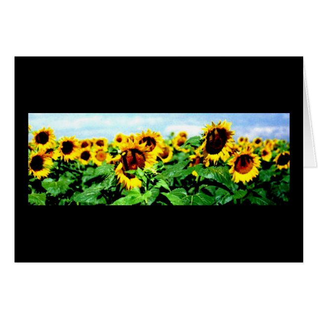 Gisement de tournesol (Devant horizontal)