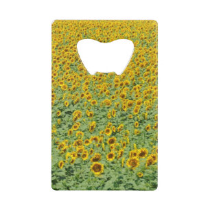 Gisement jaune de tournesol