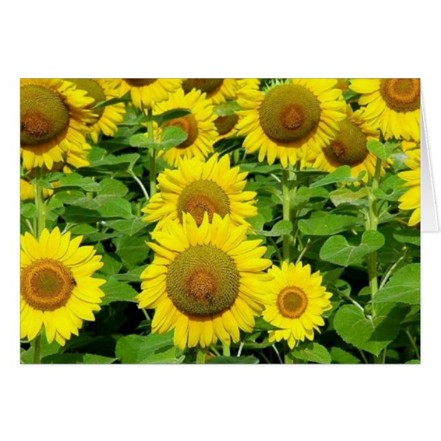 Gisements de tournesol (Devant Horizontal)