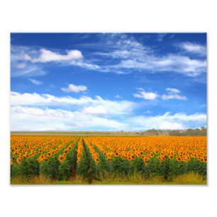 Gisements de tournesol - élargissement de photo
