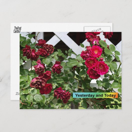 Gisteren en vandaag briefkaart (Voorkant / Achterkant)