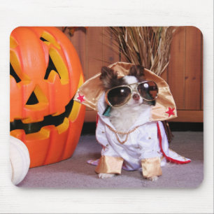 Gizmo - Chihuahua - Thomas Muismat