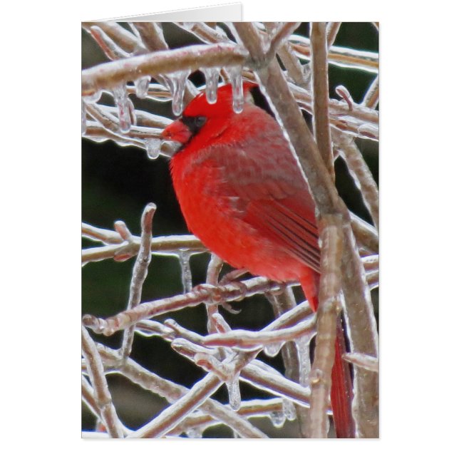 Glace cardinale (Devant)