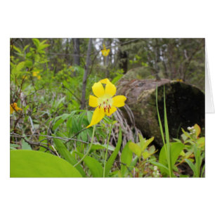 Glacier Lily