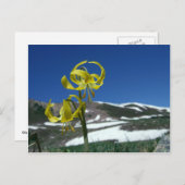 Glacier Lily Briefkaart (Voorkant / Achterkant)