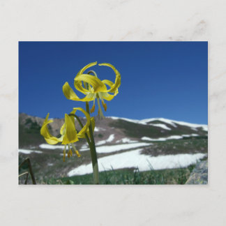 Glacier Lily Briefkaart