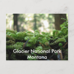 Glacier National Park, Montana Mossy Briefkaart