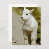 Glacier National Park, Montana, VS, Mountain Briefkaart (Voorkant / Achterkant)