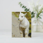 Glacier National Park, Montana, VS, Mountain Briefkaart (Staand voorkant)