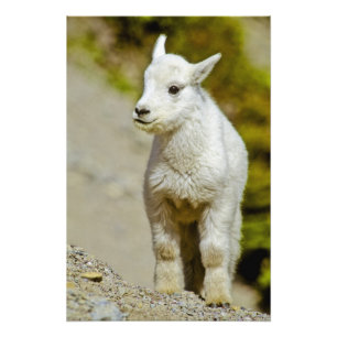 Glacier National Park, Montana, VS, Mountain Foto Afdruk