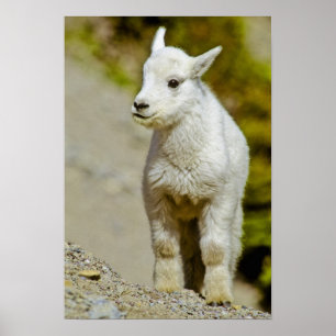 Glacier National Park, Montana, VS, Mountain Poster