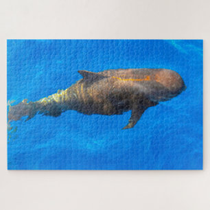 Glacoreaux pilote de Jigsaws Puzzle