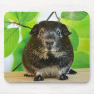 Glad zilveren vos cavia muismat