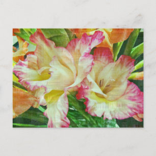 Gladiola Briefkaart