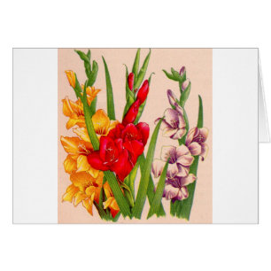 gladiola fleurs gladioli