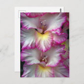 Gladiola florale schoonheid briefkaart (Voorkant / Achterkant)