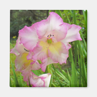Gladiola magneet