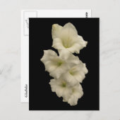 Gladiolas Briefkaart (Voorkant / Achterkant)
