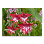 Gladiolas rouge et blanc Botanique d'été (Devant horizontal)