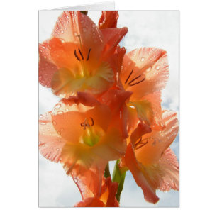 Gladiolas transparent