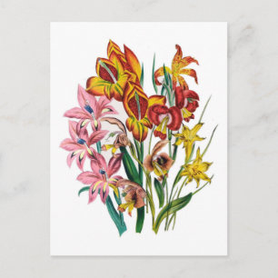 Gladioli Briefkaart