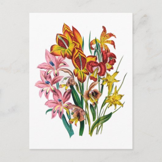 Gladioli Briefkaart (Voorkant)