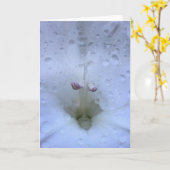 Gladioli, carte (Fleur jaune)