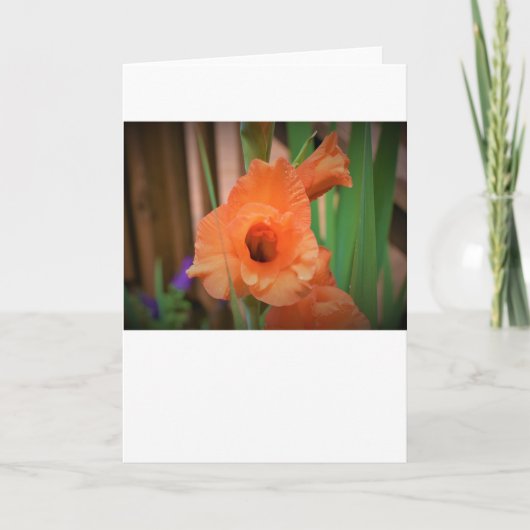 Gladioli, carte (Devant)