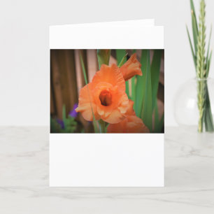 Gladioli, carte