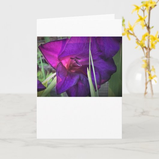 Gladioli, carte (Fleur jaune)