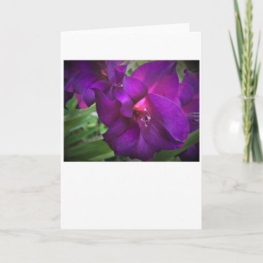 Gladioli, carte (Devant)