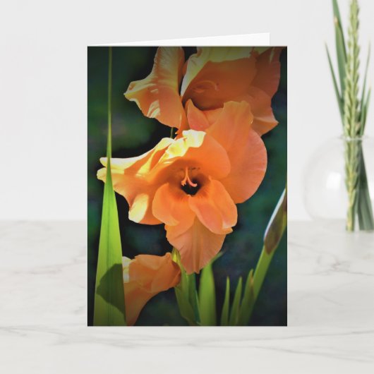 Gladioli, carte (Devant)