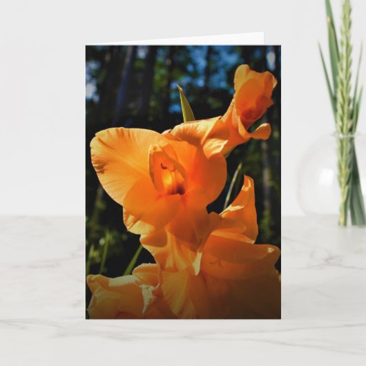 Gladioli, carte (Devant)