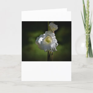 Gladioli, carte