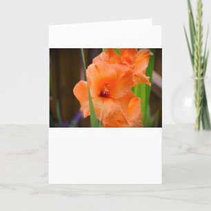 Gladioli, carte