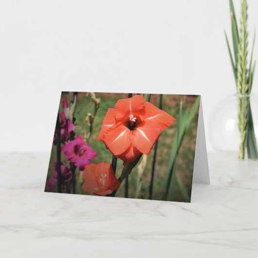 Gladioli, carte (Devant)