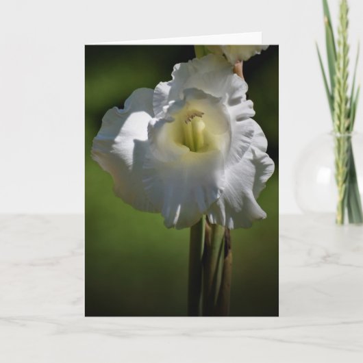 Gladioli, carte (Devant)