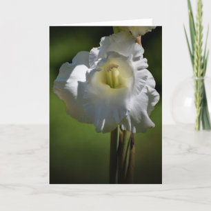 Gladioli, carte