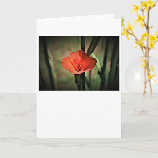 Gladioli, carte (Fleur jaune)