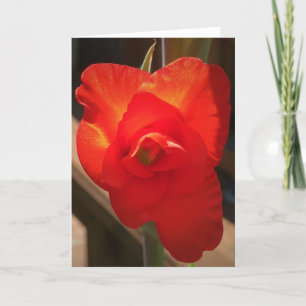 Gladioli, carte