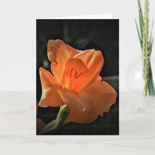 Gladioli, carte (Devant)