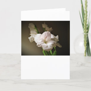 Gladioli, carte