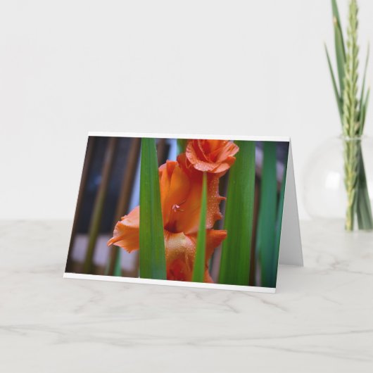 Gladioli, carte (Devant)