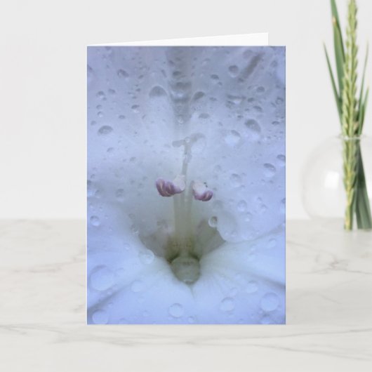 Gladioli, kaart (Voorkant)