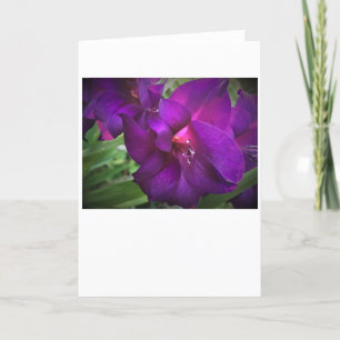Gladioli, kaart