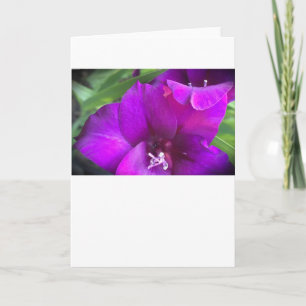 Gladioli, kaart